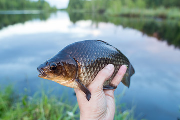 Peaty crucian carp