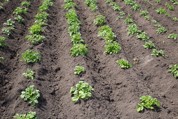 Potato field