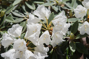 White rhododendron flower