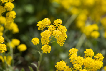 Gold flower aurinia saxatilis
