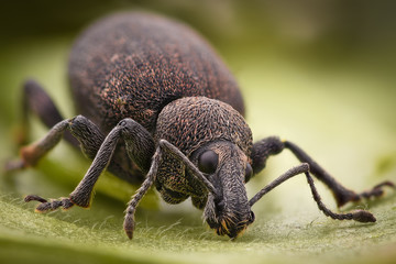 Extreme magnification - Weevil