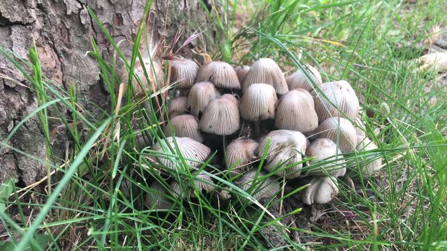 Poisonous mushrooms grow under a tree,  Coprinellus disseminatus