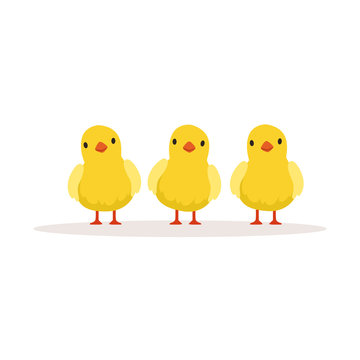 Three cute chickens vector Illustration