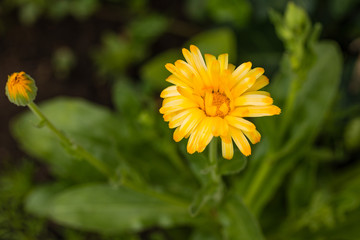 first yellow wildflower bloom of the season close up