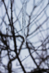 One icicle on the background of the branches of a tree