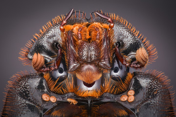 Extreme magnification - Dung Beetle, Copris lunaris parasites