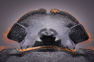 Extreme magnification - Dung Beetle, Copris lunaris 