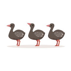 Three cute nestlings of ostrich standing one after another vector Illustration