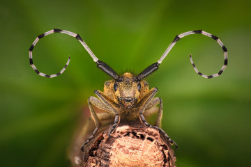 Extreme magnification - Grey Longhorn Beetle, Agapanthia villosoviridescens