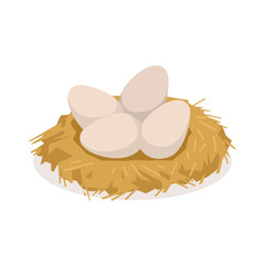 Chicken eggs in the nest, poultry breeding vector Illustration