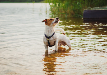 Puppy dog playing in water looking at owner and waiting for toy