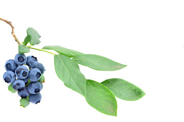 熟したブルーベリー