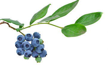 熟したブルーベリー