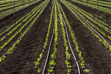 Fototapeta na wymiar Lettuce crops