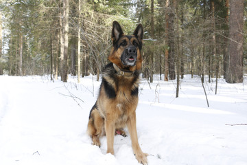 Dog german shepherd in the forest