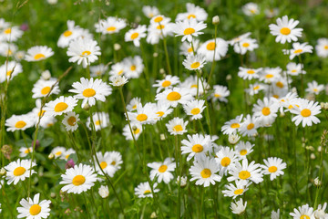 Fototapeta premium Beautiful bright chamomile flowers, white with yellow, summer landscape after the rain