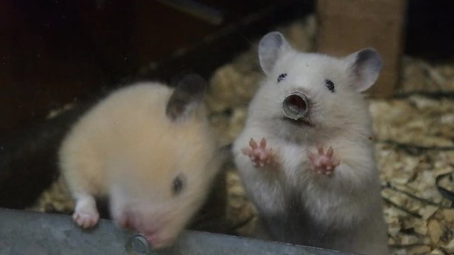 Grey and white rats in cage. rat gnaws iron trough. drug testing
