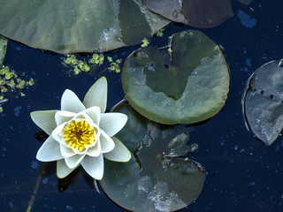 Framed poster Flowering water lilies in a pond in summer. 