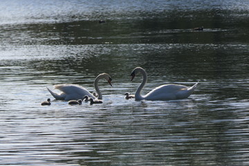Schwanenfamilie auf dem See