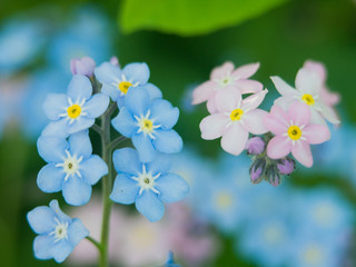 Flowers forget-me-nots blue and pink as a concept of boy and girl attitude of the sexes of love and harmonious relations in the family.