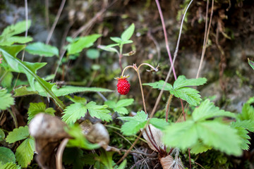 red wild strawberry growing on the wall