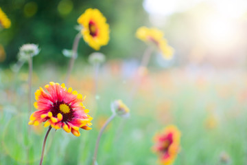 Flowers echinacea in the flowerbed. Warm tinting