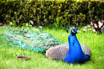 Obraz premium peacock