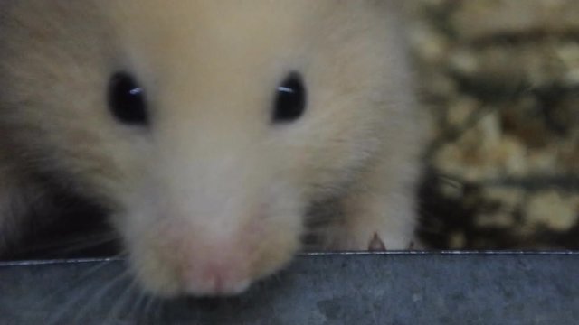 Grey and white rats in cage, rat gnaws iron trough, drug testing, close up

