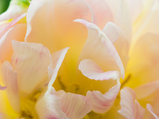 White and pink tulip flower petals with extreme magnification