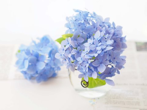 水に挿した紫陽花