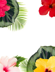 tropical flowers and leaves - frame of fresh multicilored hibiscus flowers and exotic palm leaves on white background