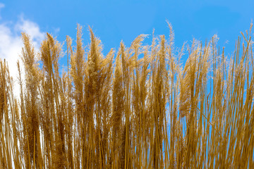 Obraz premium golden wheat in the blue sky background