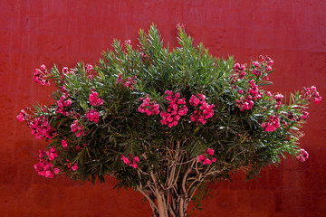 Peru Arequipa santa catalina monastery tree flowers