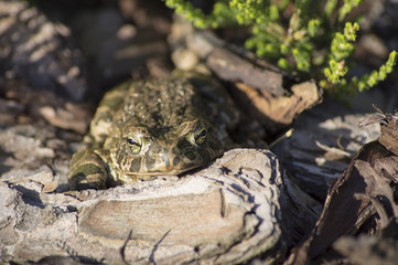 Fototapeta na wymiar Bufotes viridis (European Green Toad, Green Toad)