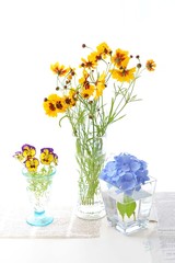 ハルシャギクとパンジーと青い紫陽花