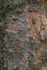 Tree bark textures