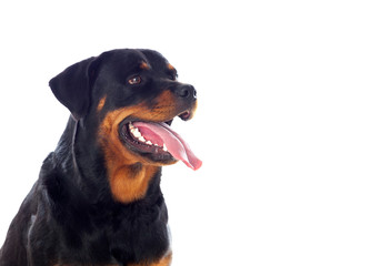 Adult Rottweiler dog