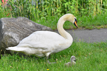 Cigno reale con il suo piccolo nascosto tra l'erba
