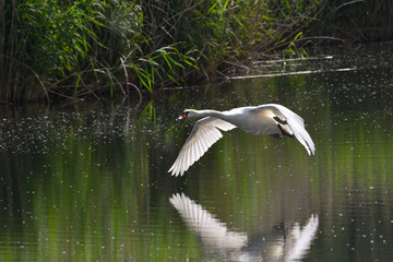 Cigno reale che sorvola il lago 