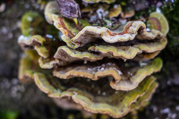 Pilze auf Borke