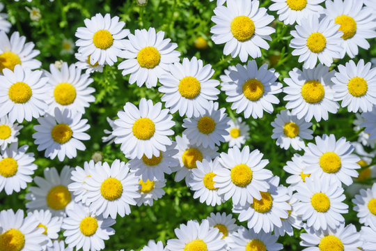 「マーガレット」の写真素材 | 29,351件の無料イラスト画像 | Adobe Stock