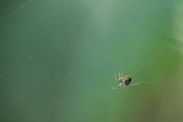Spinne webend