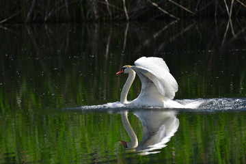Cigno reale nuota sul fiume con le ali alzate