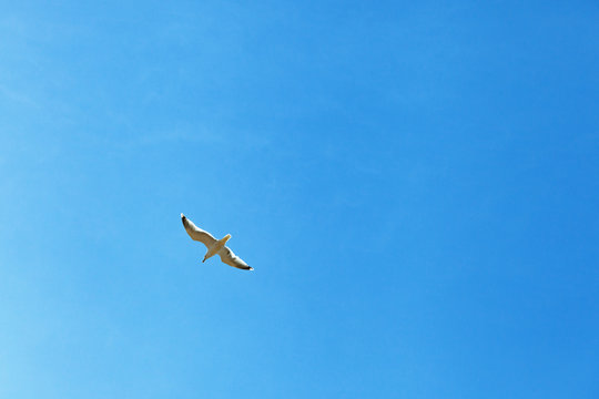 Gull in the blue sky