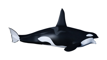 3D Rendering Orca Killer Whale on White