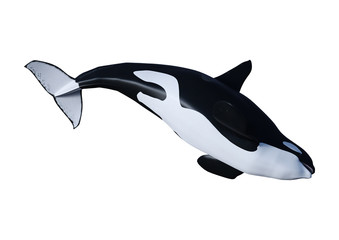Fototapeta premium 3D Rendering Orca Killer Whale on White