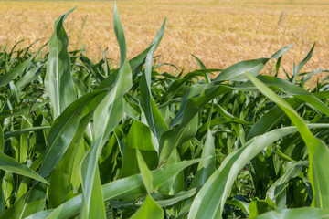 leaves of  indian corn in front, wheat, flora, plants, sprout, mealie, sweet corn, maize, field of indian corn