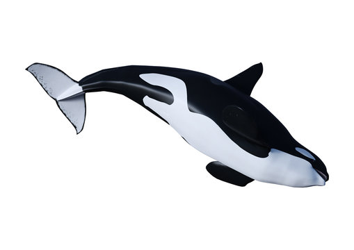 3D Rendering Orca Killer Whale on White