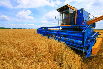 Agriculture farmer wheat harvest sunflower