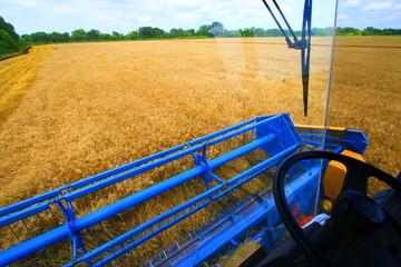 Agriculture farmer wheat harvest sunflower